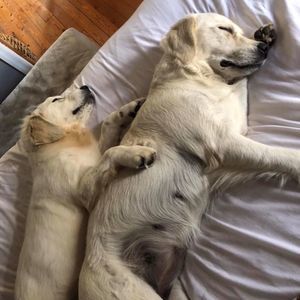 Meet your Posher, Joy